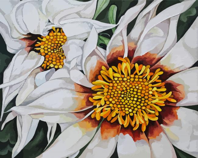 White Gazania Flower Paint By Numbers