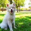 White Siberian Husky Puppy Paint By Number