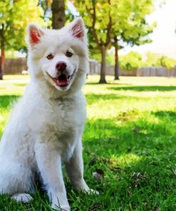 White Siberian Husky Puppy Paint By Number