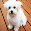 white Bichon paint by number