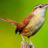 Lone Wren Bird Paint By Numbers