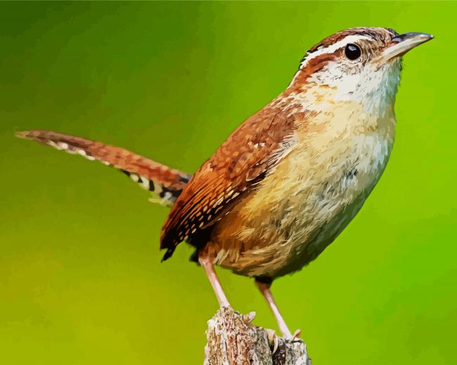 Lone Wren Bird Paint By Numbers