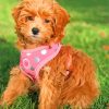 adorable Cavapoo Paint By Number