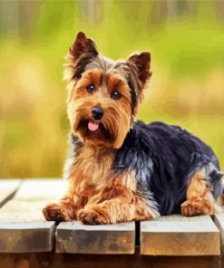 Adorable yorkie dog paint by number