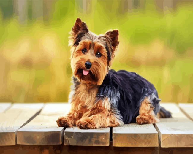 Adorable yorkie dog paint by number