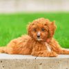 Aesthetic Cavapoo Puppy Paint By Number