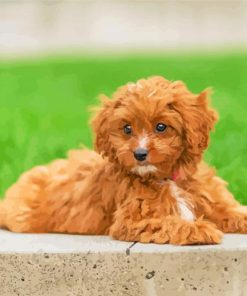 Aesthetic Cavapoo Puppy Paint By Number