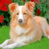 Aesthetic Golden Border Collie Paint By Number