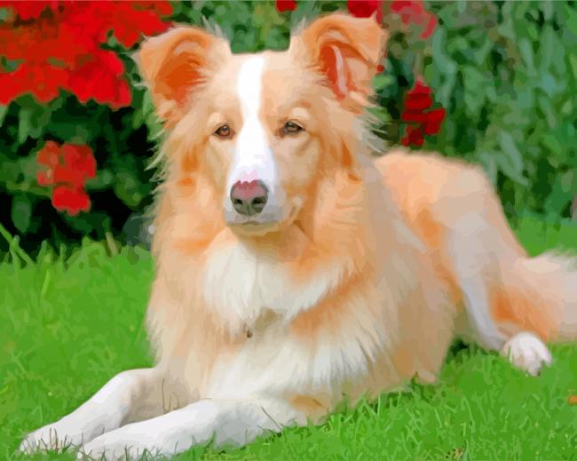Aesthetic Golden Border Collie Paint By Number