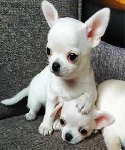 Aesthetic White Chihuahua paint by number