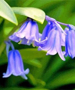 Bluebell Flowers Paint By Number