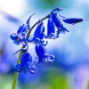 Aesthetic Bluebells Flower Paint By Number
