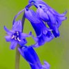 Lone Bluebells Flower Paint By Number