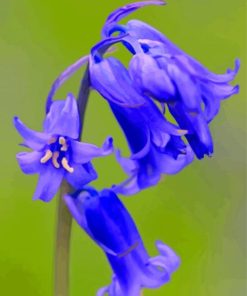 Lone Bluebells Flower Paint By Number