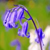 Blooming Bluebells Flower Paint By Number