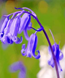 Blooming Bluebells Flower Paint By Number