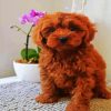 Brown Cavoodle paint by number