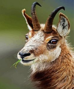 Chamois animal paint by number