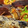 Chipmunk eating paint by number