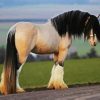 Clydesdale paint by number