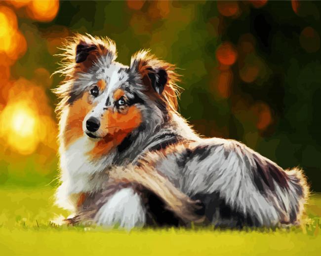 Collie Dog paint by number