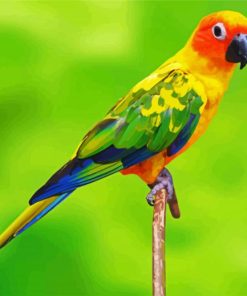 Conure Bird paint by number