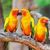 Conure Birds paint by number