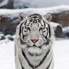 The White Tiger Paint By Numbers