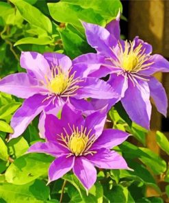 Purple Clematis Flower Paint By Number