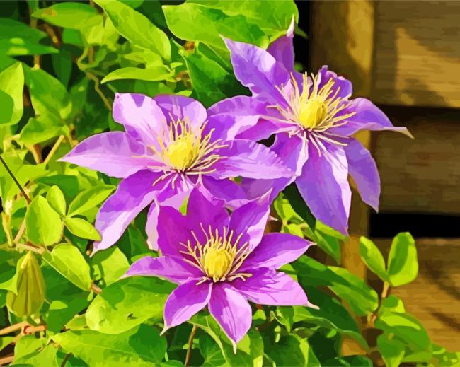 Purple Clematis Flower Paint By Number