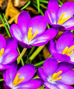Purble Crocus paint by number