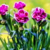 purple-carnations-1-paint-by-numbers