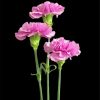 purple-carnations-paint-by-numbers