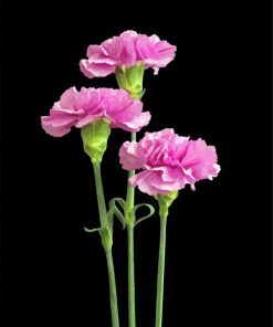 purple-carnations-paint-by-numbers