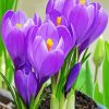 Purble Crocus Flowers paint by number