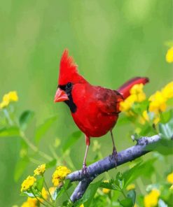 red-cardinal-bird-paint-by-numbers