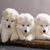 Samoyed Puppies Dogs Paint By Numbers