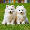 Samoyed Puppies Paint By Number