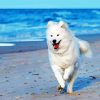 Samoyed Dog Running Paint By Number