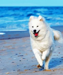 Samoyed Dog Running Paint By Number