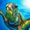 Sea Turtle In The Water paint by number