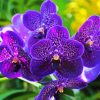 Vanda Orchid Paint By Numbers