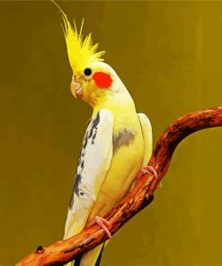 Lutino cockatiel paint by number