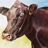 Aberdeen Angus Cattle paint by number
