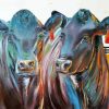 Aberdeen Angus Cows paint by number