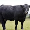 Aberdeen Angus paint by number