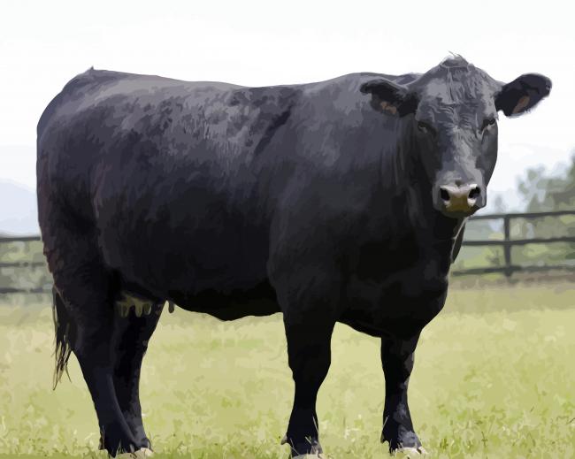 Aberdeen Angus paint by number