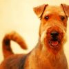 Airedale Terrier Animal paint by numbers