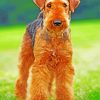 Airedale Terrier Brown Dog paint by numbers