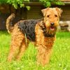 Airedale Terrier Dogs paint by numbers